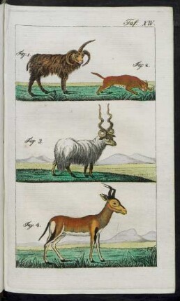 Taf. XIV. Fig. 1. - 4.