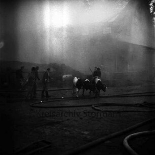 Gut Altfresenburg: Brand des Bullenstalls: Gutsarbeiter beim Treiben von jungen Mastbullen: vorn Wasserschläuche: dahinter Mauer und brennender Stall: Rauchschwaden: 23.08.1971
