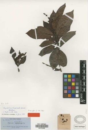 Psychotria trispicata Griseb.