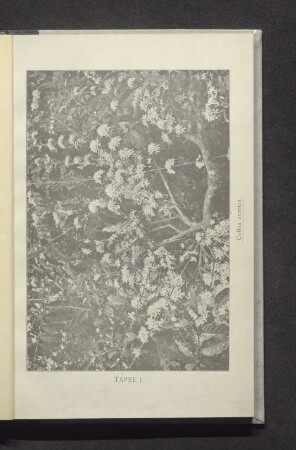 Tafel I. Coffea arabica.