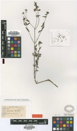 Lantanopsis hispidula C.Wright ex Griseb. [type]