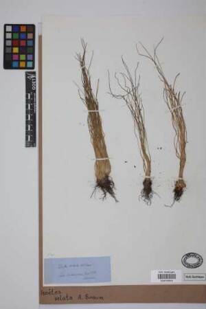 Isoetes velata velata A. Br.