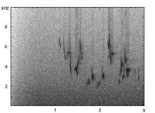 Rubinkehlchen | Luscinia calliope - Gesang