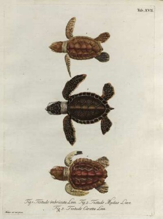 Tab. XVII. Fig. 1. Testudo imbricata Linn. Fig. 2 Testudo Mydas Linn. Fig. 3. Testudo Caretta Linn.