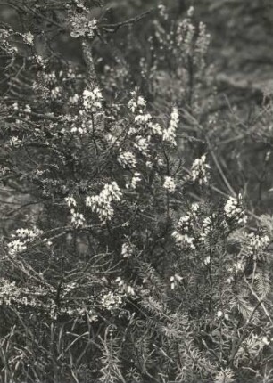 Schneeheide, auch Winterheide oder Frühlingsheidekraut genannt, (Erica carnea, Syn.: Erica herbacea), ist eine Pflanzenart aus der Gattung der Heidekräuter (Erica) innerhalb der Familie der Heidekrautgewächse (Ericaceae)