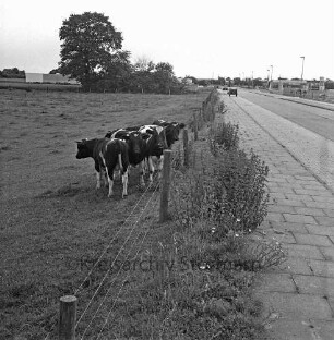 Hamburger Straße (Bundesstraße 75): Kühe auf einer Koppel im Gewerbegebiete West, links die Fahrbahn