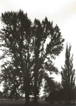 Schwarz-Pappel (Populus nigra), auch Saarbaum bei Wurschen-Nechern