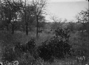 Löwenrudel : Löwenrudel in der Savanne nahe Sabie.