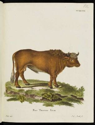 CCXCVII Bos Taurus Linn