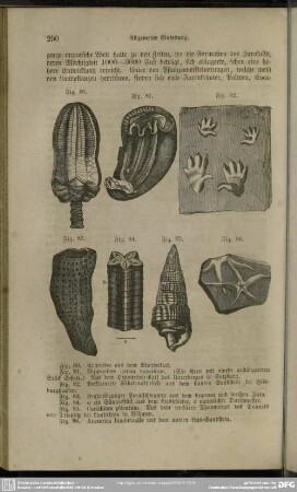 Fig. 83. Keulenförmiger Pocalschwamm aus dem braunen und weißen Jura