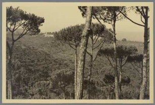 Baumlandschaft, Toskana