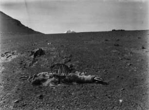 Llamaleiche : Kadaver eines Llamas.