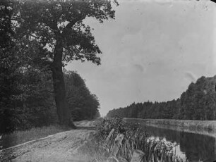 Eiche am Kanal : Eine große Eiche (Quercus Linnaeus) am Friedrich-Franz-Kanal in der Lewitz.