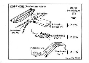 Kopfkohl (Raufwalzensystem)