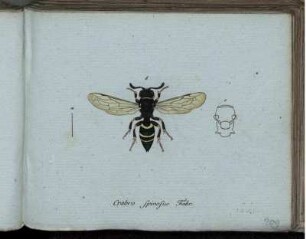 Crabro spinosus Fabr. [bis] Hylaeus truncorum Fabr.