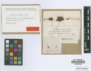 Fissidens cuspidatulus Sull. [isotype]