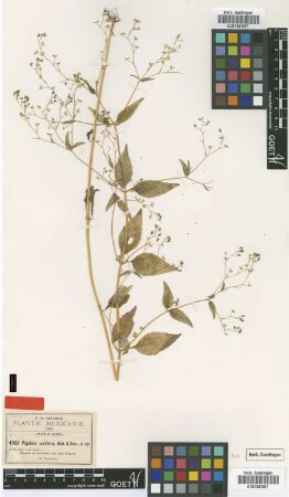 Piqueria laxiflora B.L.Rob. & Seaton [type]