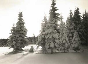 Kahleberggebiet. Verschneite Fichten an einer Waldlichtung