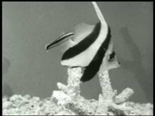 Aspidontus taeniatus (Blenniidae) - Nahrungsaufnahme