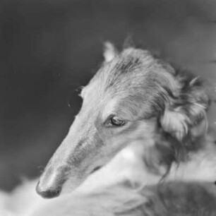 Windhund