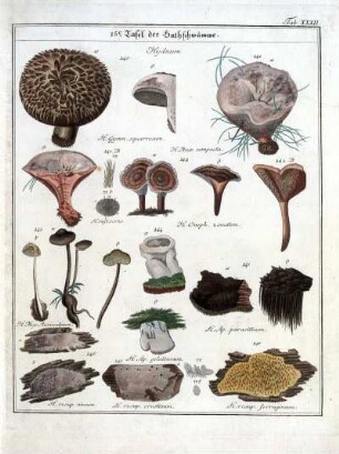 15e Tafel der Huthschwämme