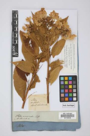 Phlox aristata