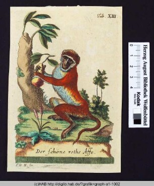 Der schöne rothe Affe.