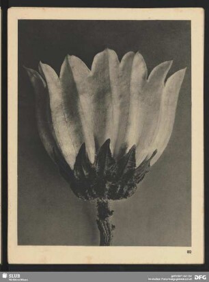 Campanula medium - Glockenblume (5mal vergrößert)