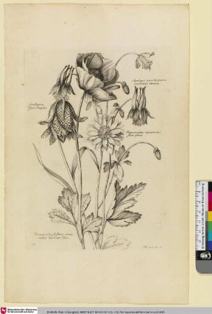 Aquilegia pumila praecox canadensis Cornuti.; fritillaria flore Duplici; Ranunculus nemorosus flore pleno; Ranunculus fl. flauo venis rubris distineto Clus.
