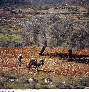 Israel: Samarisches Bergland