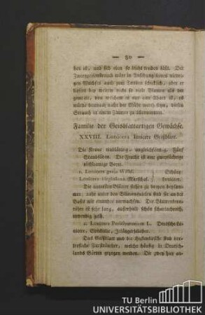 Familie der Geisblattartigen Gewächse.