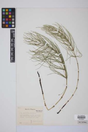 Equisetum arvense L.