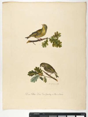 Loxia Chloris. Sinn. Der Grünling. 1. Mas. 2. Femina. - Grünfink. Chloris chloris; mas. fem. - Zeichner und Stecher: Ambrosius Gabler