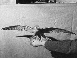 Vogelschau des Karlsruher Farben-Gestalts-Mischlings-Kanarien-Zuchtvereins