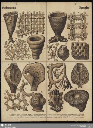 Tafel 2: Coelenterata : Spongiae
