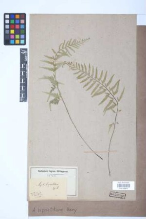 Asplenium bipartitum Bory ex Willd.