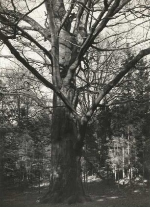 Alte Buche (Fagus) mit mächtigem Astwerk