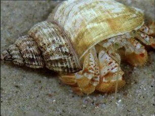 Kommensalismus von Nereis fucata (Polychaeta)