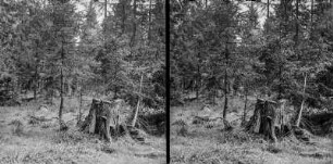 Baumstumpf : Alter Baumstumpf zwischen jungen Nadelbäumen.