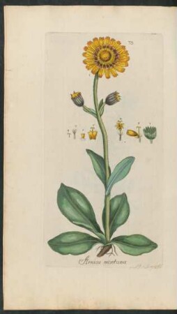 75. Arnica montana