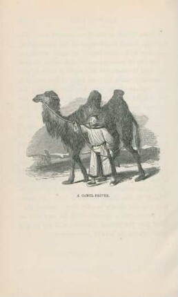 A camel-driver