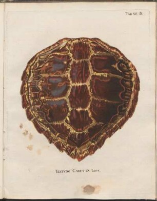 Tab. XVI.B: Testudo Caretta Linn