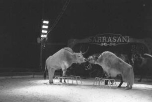 Gastspiel des Zirkus Sarrasani auf dem Karlsruher Messplatz