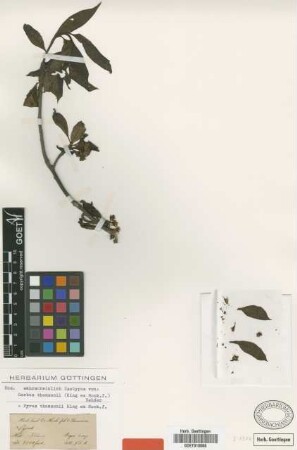 Pyrus thomsonii King ex Hook.f. [isotype]