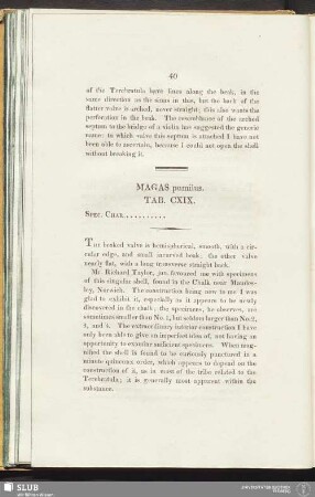 Magas pumilus. Tab. CXIX