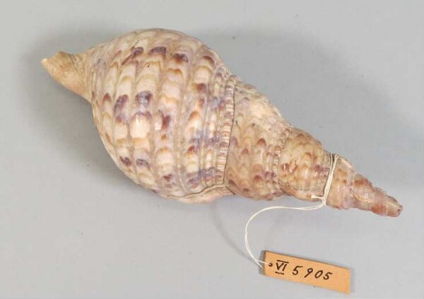 Snail trumpet