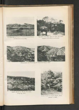 Acacia planted on Mount Nio, Keijo in Spring, 1911.