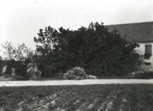 Sturmschäden. Vom Sturm entwurzelte Bäume
