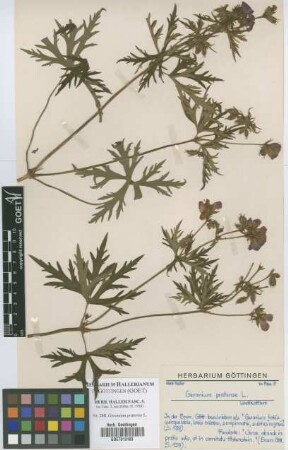 Geranium pratense L.