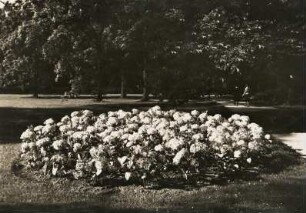 Sommer in einer Parkanlage. Blumenrondell mit blühenden Hortensien